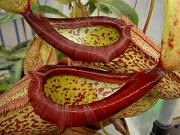 Nepenthes (x mixta) x maxima 2